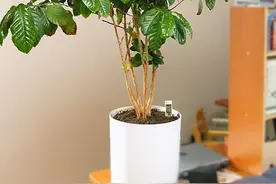 咖啡也能盆栽？“阿拉比卡”，生长时芳香四溢，享用时醇香留齿图片