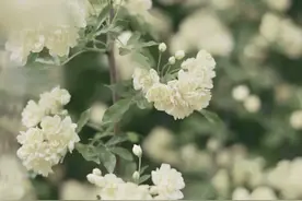 三个字？！焦作网红“花墙”被扒出来了～80后、90后秒懂图片