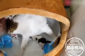 6姐妹一起撸猫后，身上脸上竟长出红斑，奇痒无比还越挠越大图片