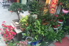 不用的筷子该不该丢垃圾桶？为养花人，聪明的就抓紧时间多囤点吧图片