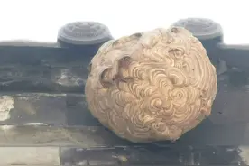 河北张家口：“人头蜂”筑起巨型“空中堡垒” 消防迅速摘除解民忧图片