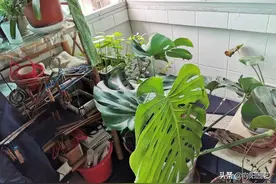 龟背竹难养？掌握“技巧”很轻松，冰箱装瓶冰水，有问题喷一喷图片