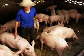 猪场常用抗病毒药物分析：很多其实没啥用，养猪人别再被骗了图片