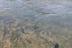 深圳观澜湖“鲶鱼泛滥”，密密麻麻地盘踞水里，大的十几斤一条图片