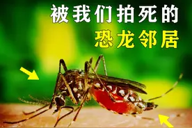 蚊子：杀人最多的动物之一，亿年进化弊端，仍需吸血繁殖图片