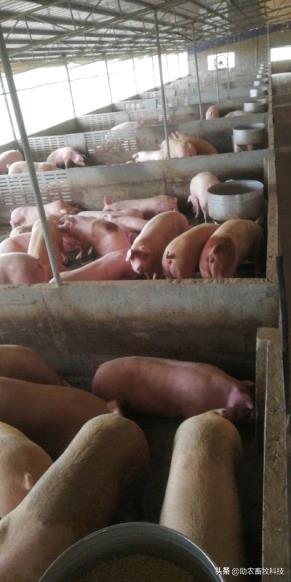 猪场臭味氨气用复合益生菌体内外运用效果好