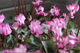 你的仙客来叶软、花趴还是黄叶？别着急，就用2招，挤满大花苞图片