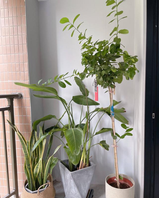 柠檬树怎么养殖方法（家庭如何种植柠檬教你2招）