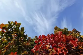 浅秋里，回眸处，红叶晚萧萧，娄家沟，长城上，刚好遇见你！图片