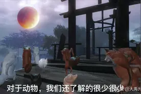 狐狸拜月是不是灵异现象？深度解析图片