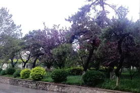 2012年 D 北戴河 沈阳疗养1.北戴河 石油疗养院图片