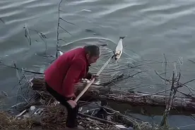 稳准狠！山东大妈手持铁耙捕鱼走红，细心的网友：这些鱼不对劲图片