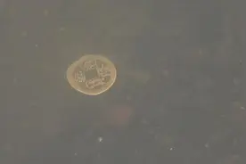 郑州母女二人河边捉泥鳅 意外捞出大把闪闪古铜钱图片