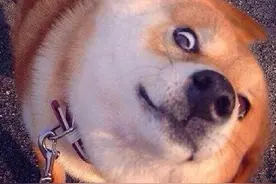 萌宠搞笑视频（一）图片