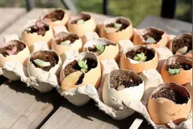 该如何用鸡蛋壳养花？掌握正确方法，肥效翻倍，还能当花盆育苗图片