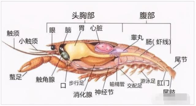 扇贝怎么清洗(扇贝红色的是什么能吃吗) - 冷思维