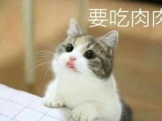 你知道动物性蛋白对猫来说多关键吗？该摄入多少你一定要知道