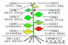 缺钙新叶黄，缺镁老叶黄，这是为什么？“元素移动”必须了解一下图片