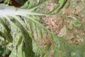 三伏天高温多雨，小白菜叶片腐烂为哪般？病症要分辨清楚，再防治图片