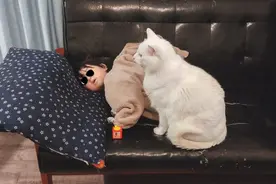 小主人的守护神猫咪：睡觉时它守在一旁，要抱抱也不抗拒图片