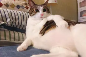 养了5年猫后，我发现猫咪都有这些“猫病”，感觉自己被骗了图片