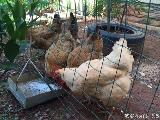 养分含量超高的营养土，自己在家也能做，省下一大笔 买花钱