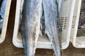 刀鲅、黄金鲅和鲅鱼，完全不是一回事图片