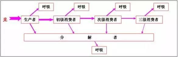 高中生物13大重要规律和公式，暑假好好背