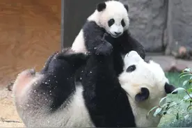 熊猫一掌将宝宝推开后，忽然想起是自己亲生的，接下来大家别笑图片