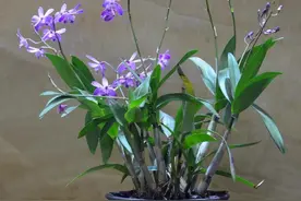 我养的年花开了图片