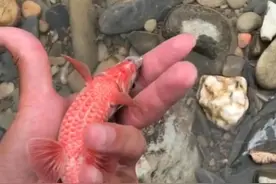 长得越怪，判得越快？浙江钓友山中钓起“红肚鱼”，这是什么鱼？图片