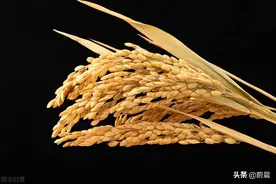 水稻快速育种新突破，60天即可收获图片