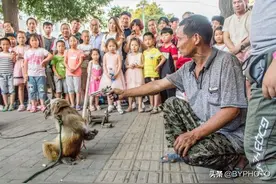 人、猴比演技，耍猴人街头动粗，猴子群起而攻之图片
