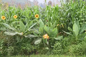 云南原产植物—地涌金莲图片