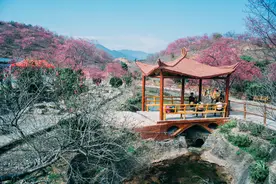 广东最大的樱花观赏地，像极了无量山樱花谷，门票48元却鲜有人知图片