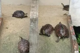 把握临产特征，避免龟蛋损失！图片