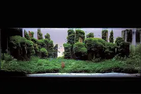 113-03：造景大赛——IAPLC 2005图片