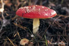 云南这20种有毒的野生菌，早点认识它们，关键时候还能救自己一命图片