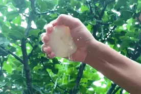 梨中传奇“冰糖秋月梨”比拳头大，雪白脆嫩，汁多到“吸溜”喝图片