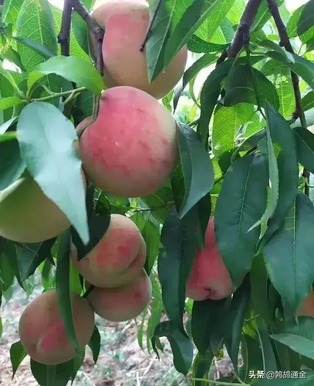 果树上最好用的膨大素，自己在家就可配制，增产可达60%