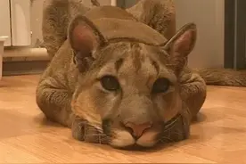 真正猛男的宠物——俄罗斯夫妇家养美洲狮！图片