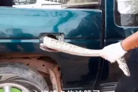 泰国的蛇又惹事了！这次是蟒蛇爬进了汽车油箱图片