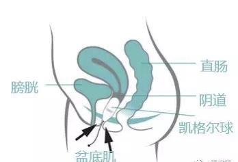 一文读懂什么是阴道哑铃，女性需要“紧”握幸福