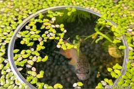 老鱼友分享：鱼缸多久放一次盐？图片