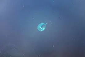 汽车玻璃修复只是无影胶的把戏？让专业的人来告诉你图片