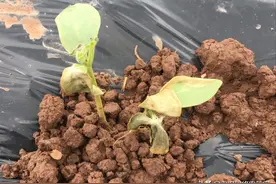 黄瓜疫病出现了，你有好的防治办法了吗图片