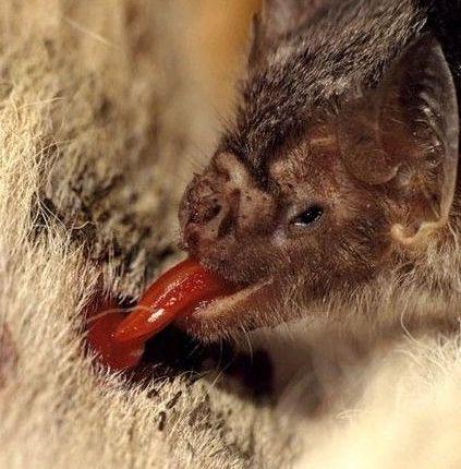 蝙蝠跟老鼠长这么像,它们是一个家族的吗?