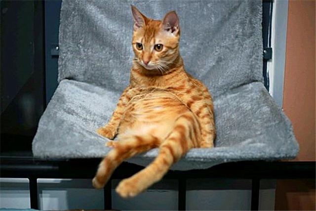 黄狸其实也是橘猫，相比宠物大橘而言，它更适合我们中国人