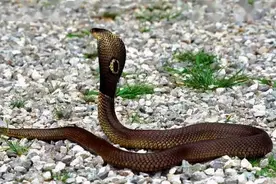 事发抚州！宾馆惊现一条2米长的眼镜蛇...图片