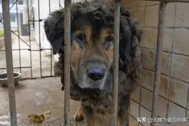 藏獒被关笼中十二年，铁笼已被焊死，主人就住隔壁，却不管它死活图片